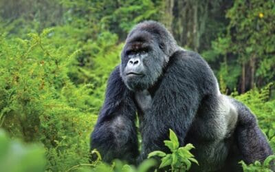 2024 Member Rates To Gorilla Trek In Uganda & Rwanda