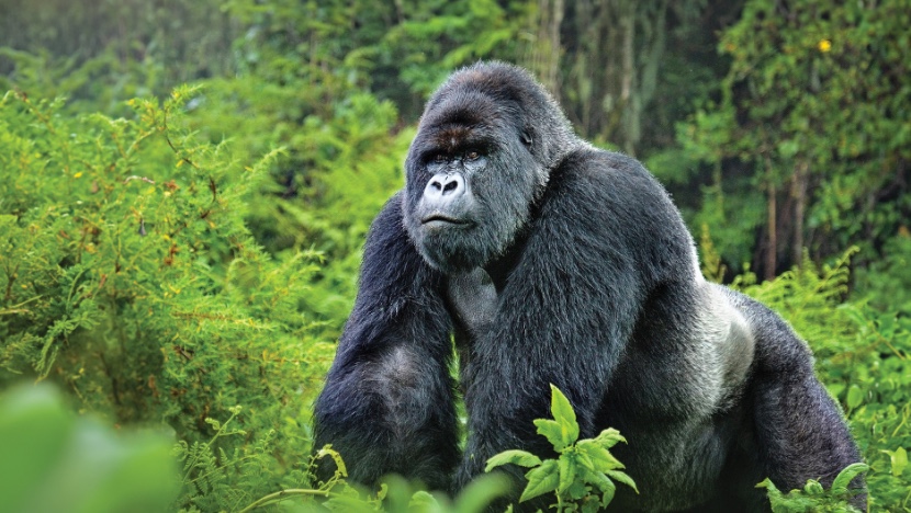2024 Member Rates To Gorilla Trek In Uganda & Rwanda